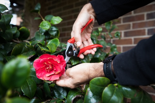 camelia snoeien Hoe moet ik een Camelia verzorgen? Welke mest heeft een Camelia nodig?