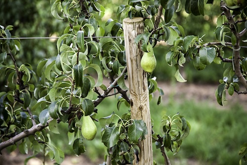 Hoe een perenboom leiden? Heeft een perenboom veel zon nodig?