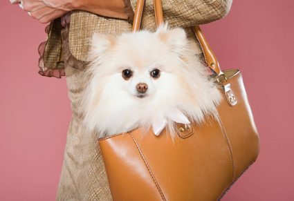 Kleine Hond In Handtas