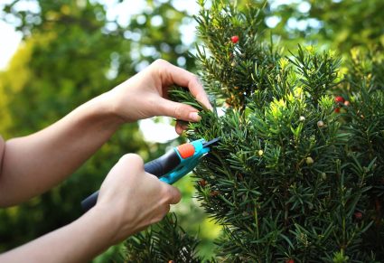 Welke maand taxus snoeien? Kun je taxus helemaal terugsnoeien?