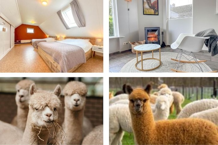 Vakantiebestemmingen Voor Dierenliefhebbers 1