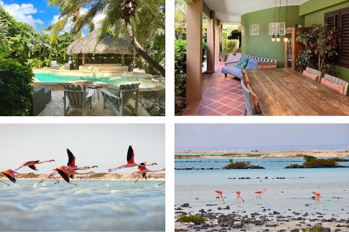 Vakantiebestemmingen Voor Dierenliefhebbers Bonaire