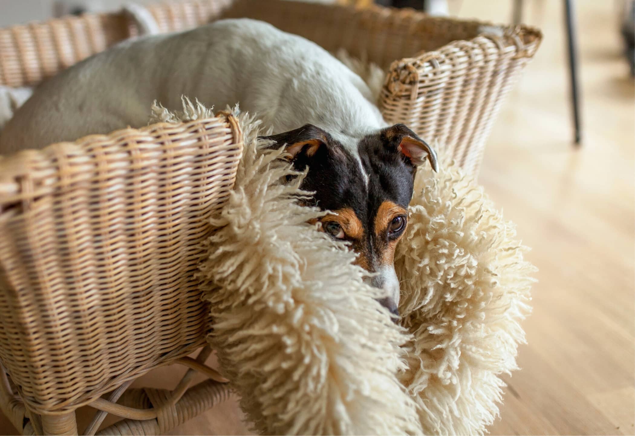 https://www.vriendin.nl/wp-content/uploads/2024/08/hond-in-mand.jpg