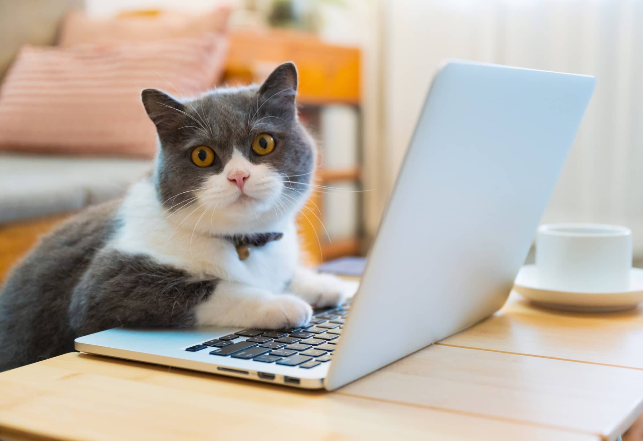 Waarom katten op je laptop liggen: warmte of willen ze jouw aandacht