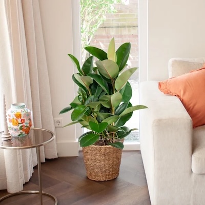 Ficus Elastica Robusta P27 1 1024 600x600