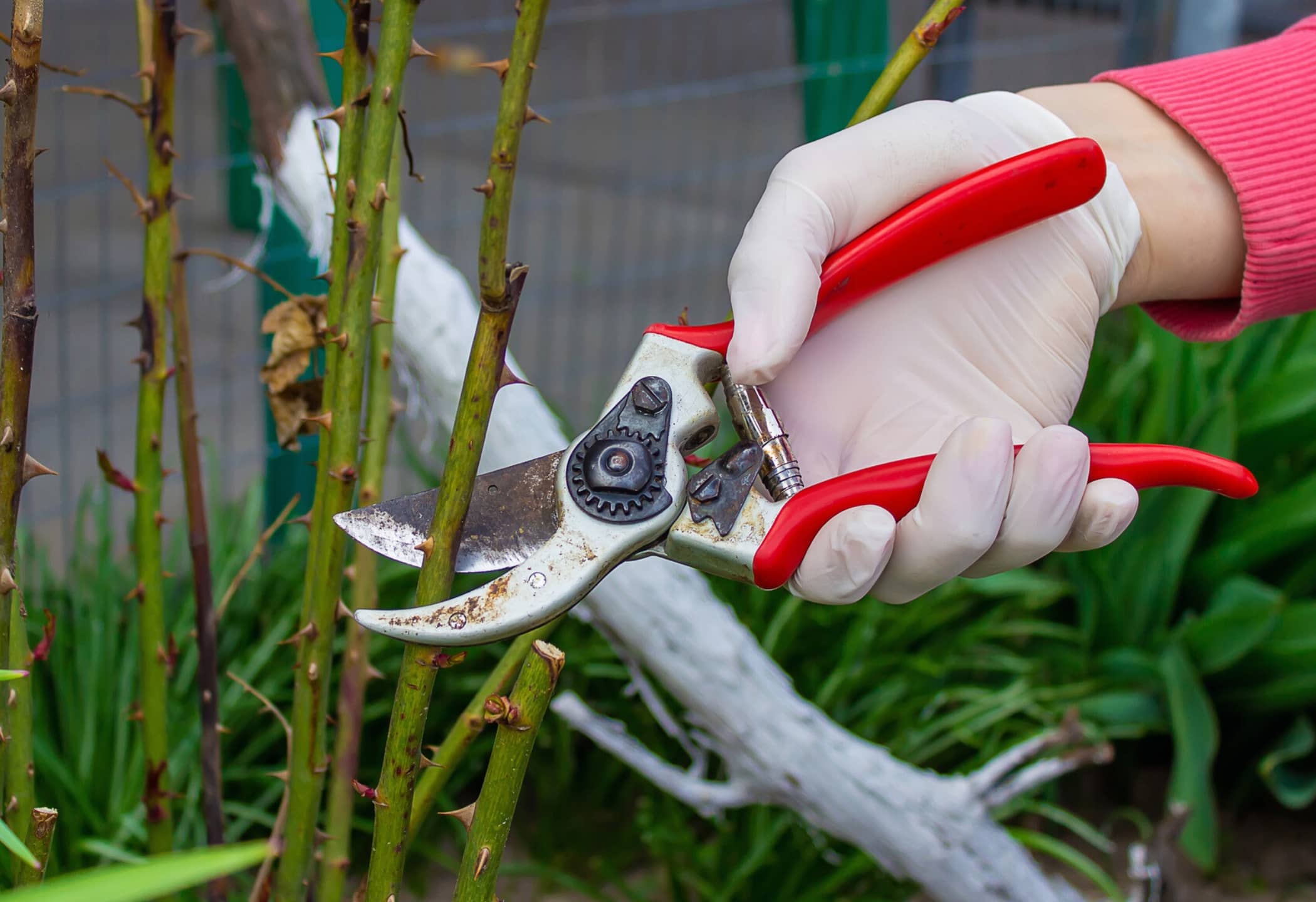 Snoeien als het vriest? Daarom kun je het beter laten