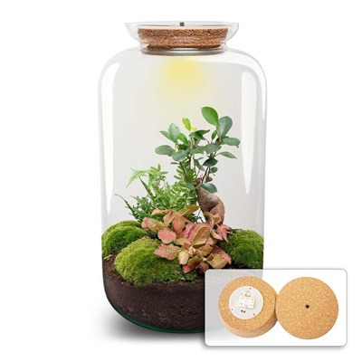 Terrarium Diy Kit