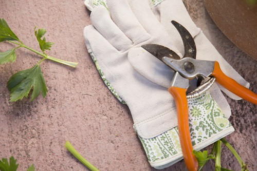 leliegras snoeien: snoeischaar en tuinhandschoenen