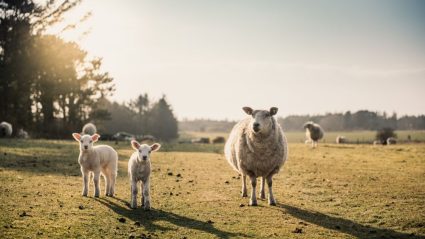 Zon of regen? Dit wordt het weer tijdens Pasen