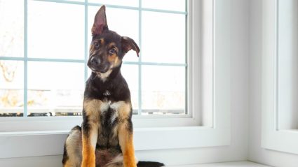 Do or don’t: moet je de oren van je hond schoonmaken?