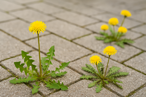 Paardenbloemen In Gazon Verwijderen Tegels