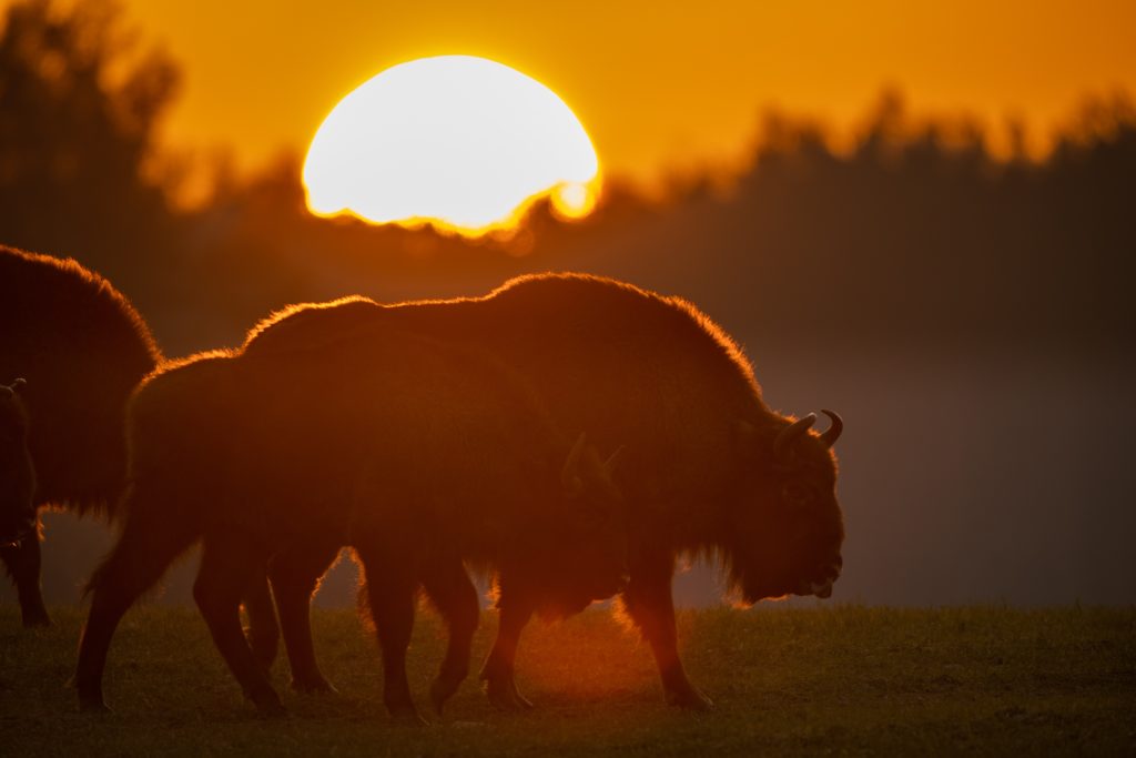 European Bison Bison Bonasus In The Knyszyn Forest (poland)