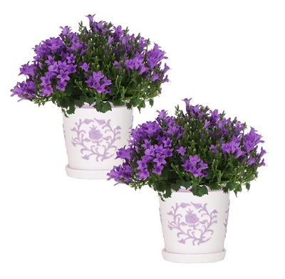 Campanula Addenda Ambella
