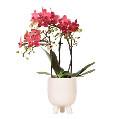 Kolibri Orchids Gummy Pot