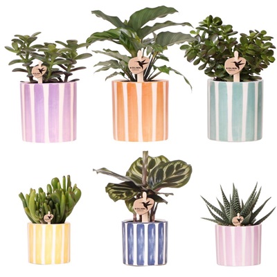Mix Van Groene Planten Sierpotten
