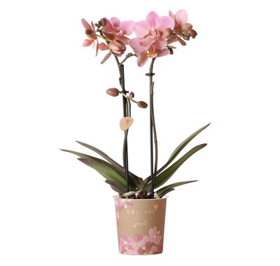 Oudroze Orchidee