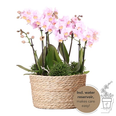 Vrolijke Kamerplanten Orchidee