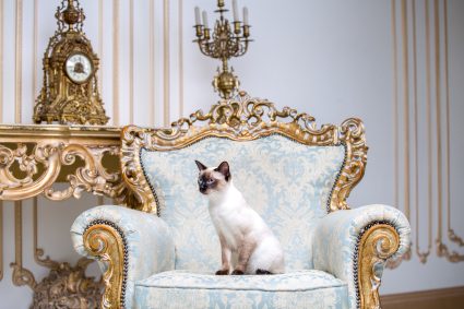 kat gedraagt als diva