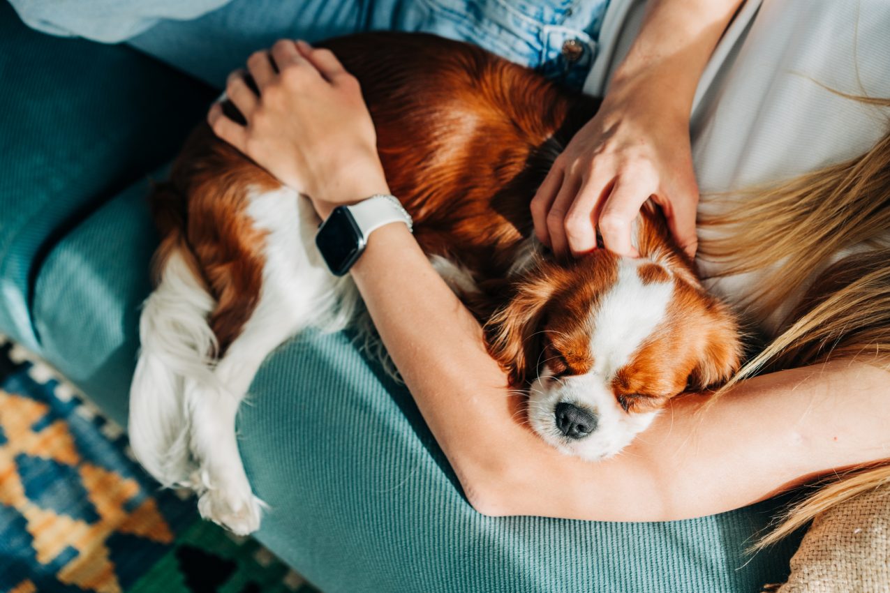 huisdier mindfulness
