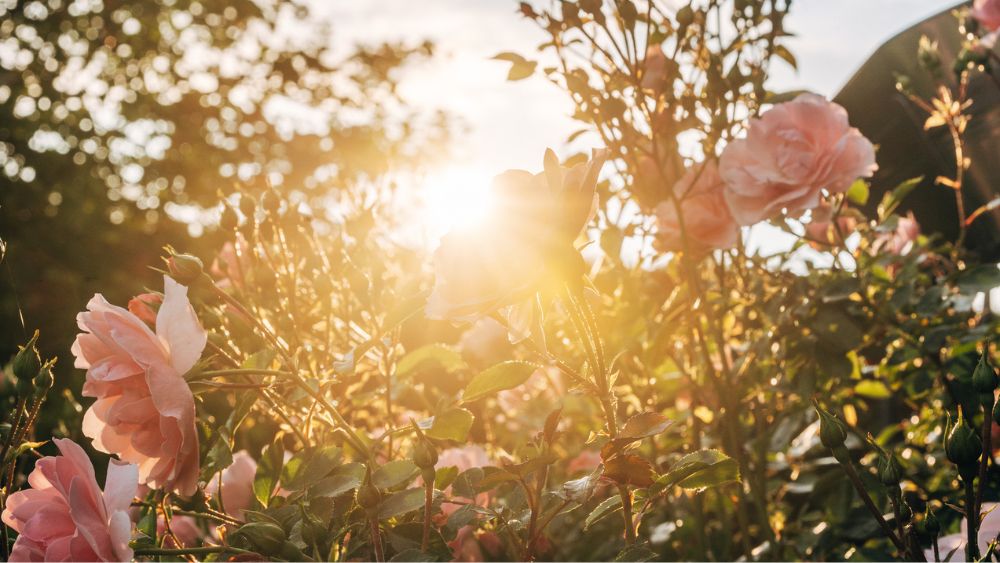 Déze planten houden muggen uit de buurt