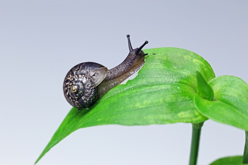 planten waar slakken niet van houden