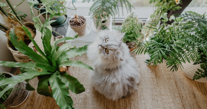 Planten Huisdieren