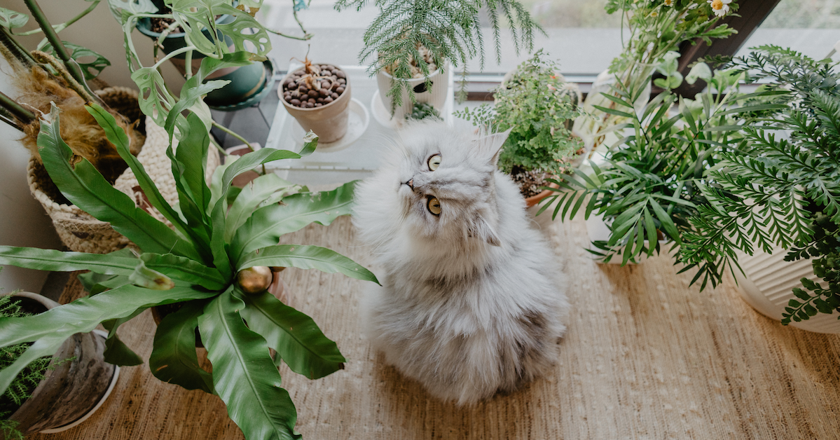 Planten Huisdieren