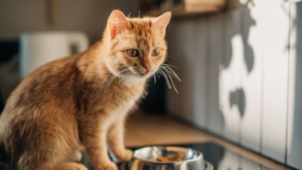 Heeft jouw kat snorhaarstress? Zo kom je erachter