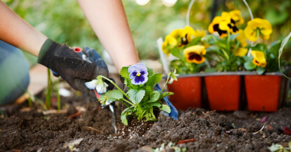 viooltjes tuin