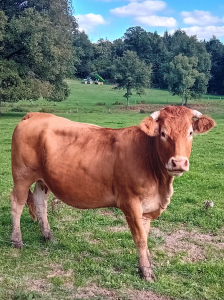 Schermafbeelding 2025 10 21 Om 16.48.36