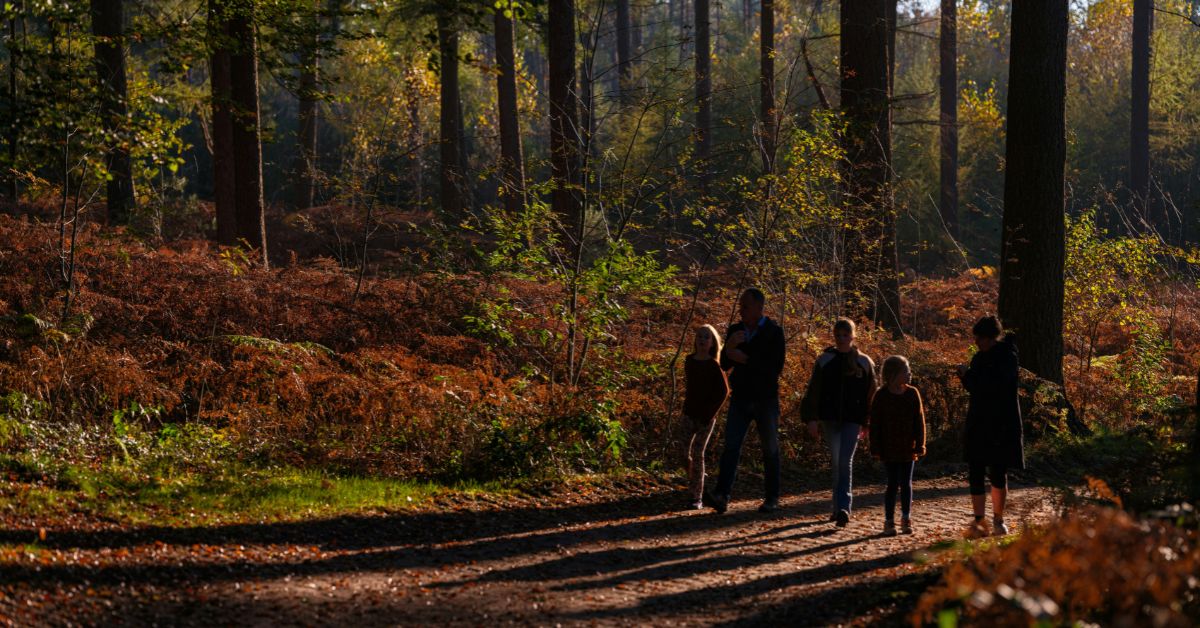 Boswandeling - 12x de leukste uitjes voor dit weekend