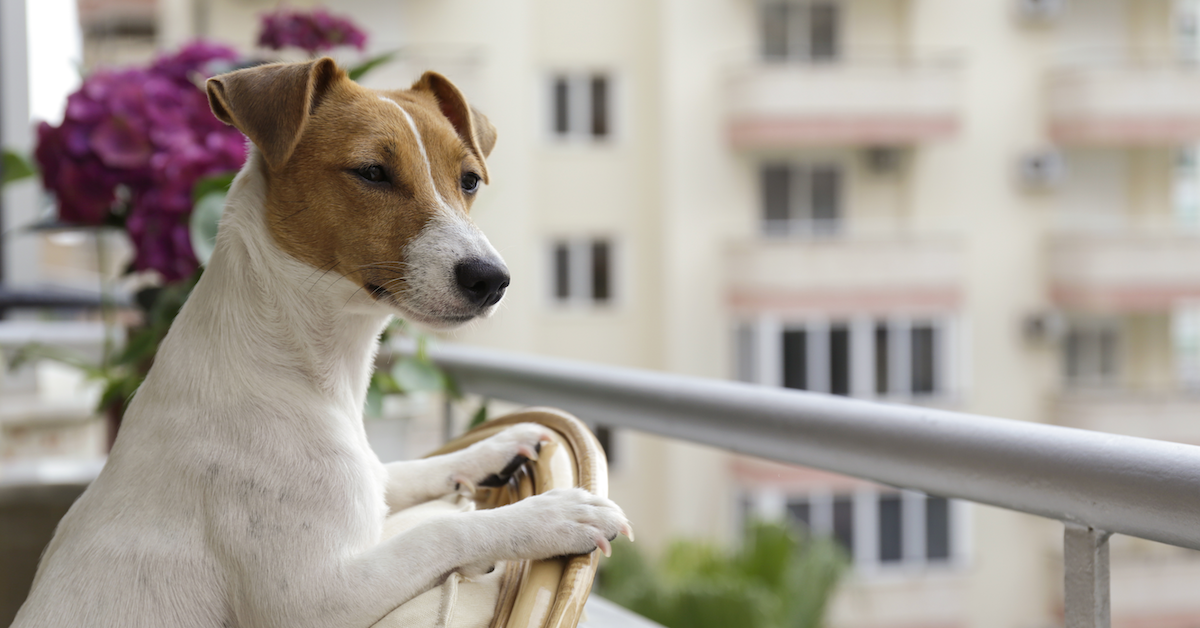 Hond Balkon Huisdier Dakterras