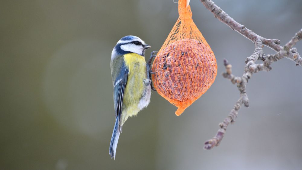 Veel vetbollen zijn gevaarlijk voor vogels: wat zijn de beste alternatieven?
