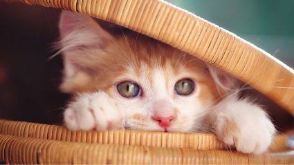 Kun je je huisdier nu al laten wennen aan vuurwerk? Dit wil je weten