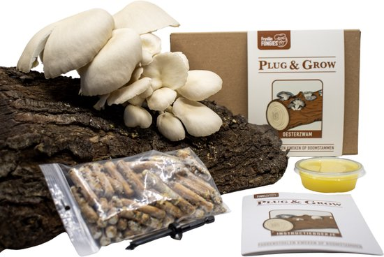 Oesterzwam kweekset