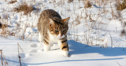 kat sneeuw