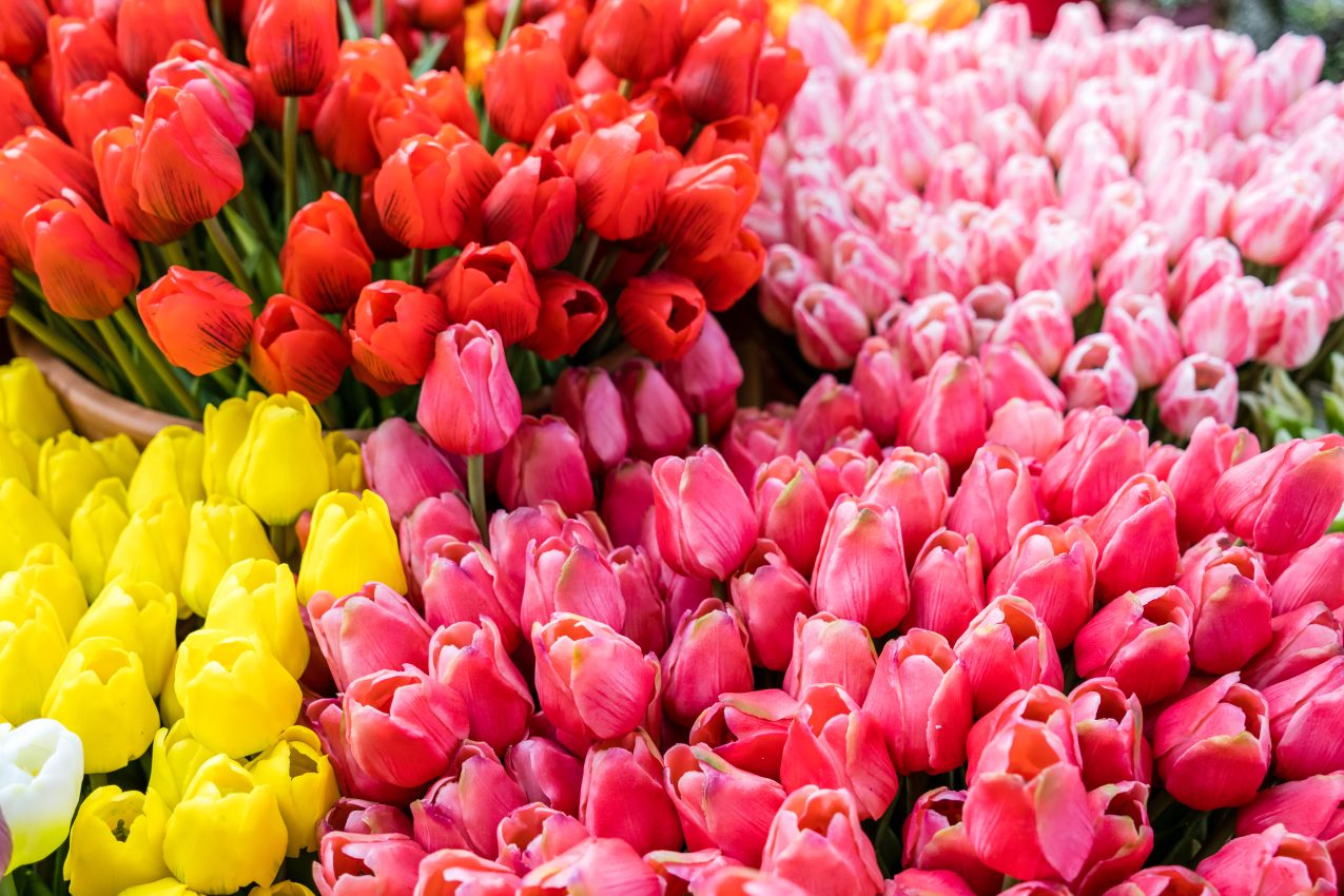 Bouquets Of Colorful Tulips At Shop