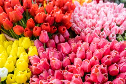 Bouquets Of Colorful Tulips At Shop