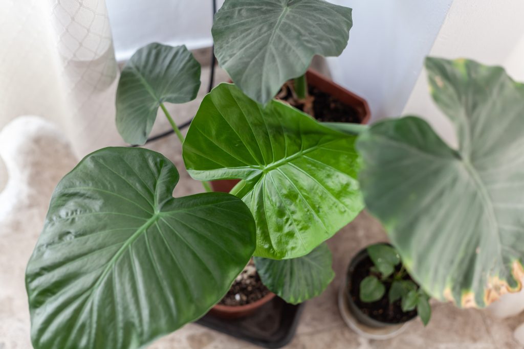 Tropical Plant Alocasia Odora Or Elephant Ear