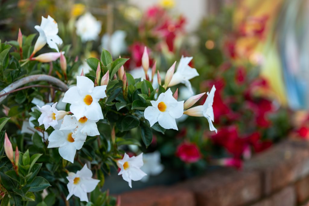 Beautiful White Flowered Mandevilla (dipladenia, Brazilian Jasmine, Chilean Jasmine) Dipladenia Splendens Family Apocynaceae With Shiny Green Foliage, In Red Blurred Flowers Background.