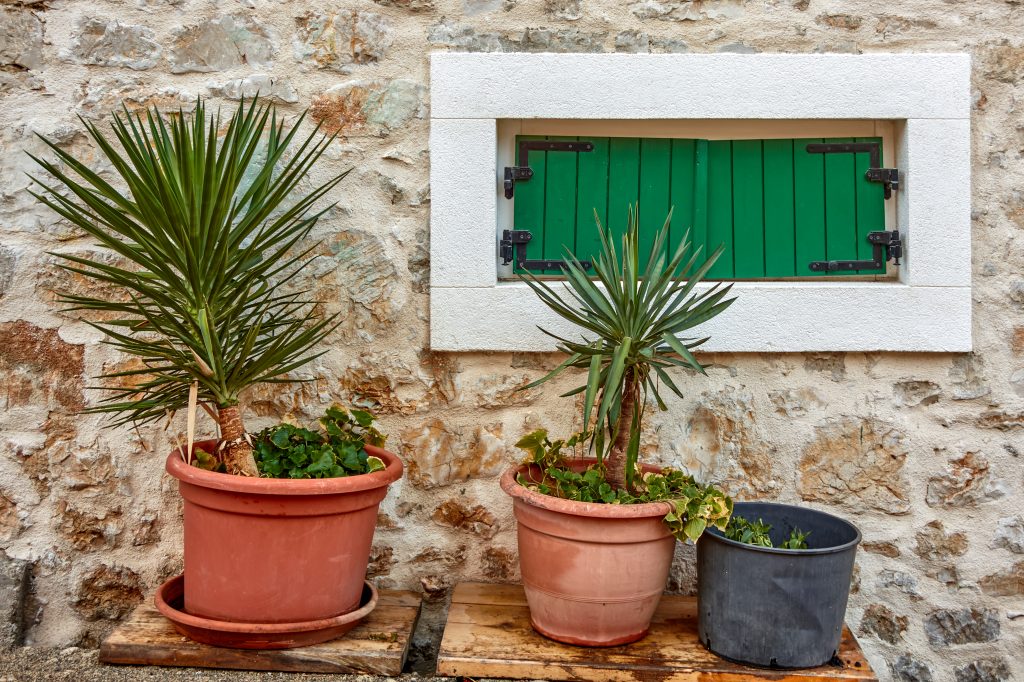 A Vibrant Still Life With Potted Plants