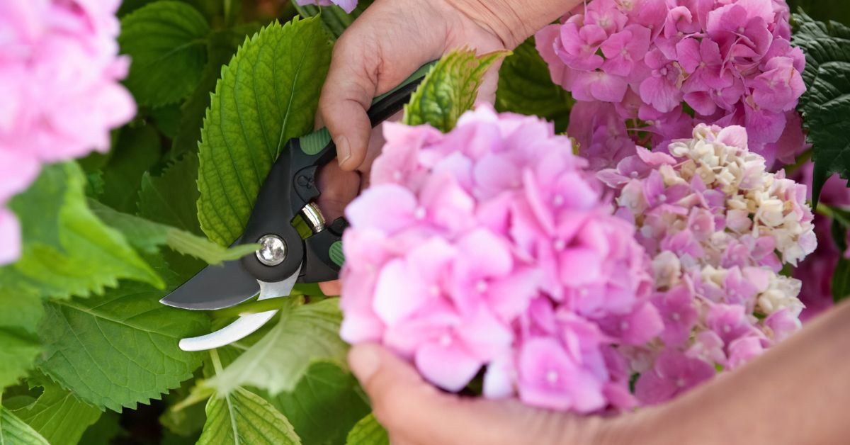 Hortensia snoeien in het voorjaar