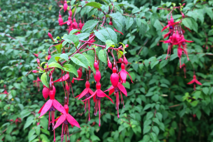 fuchsia