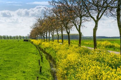 lenteachtig weer Nederland