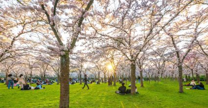 Uitjes voor dit weekend - kersenbloesem