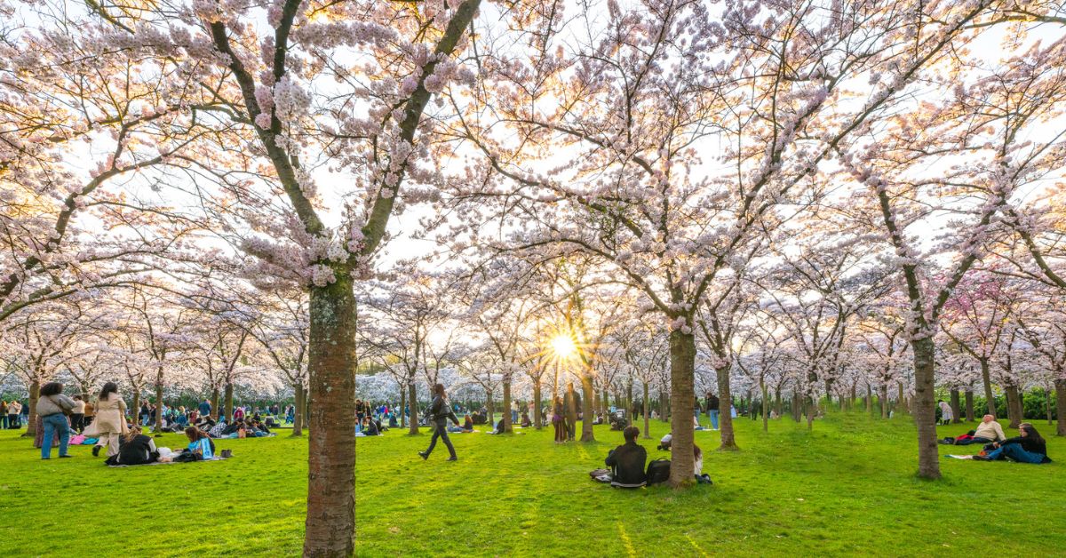 Uitjes voor dit weekend - kersenbloesem