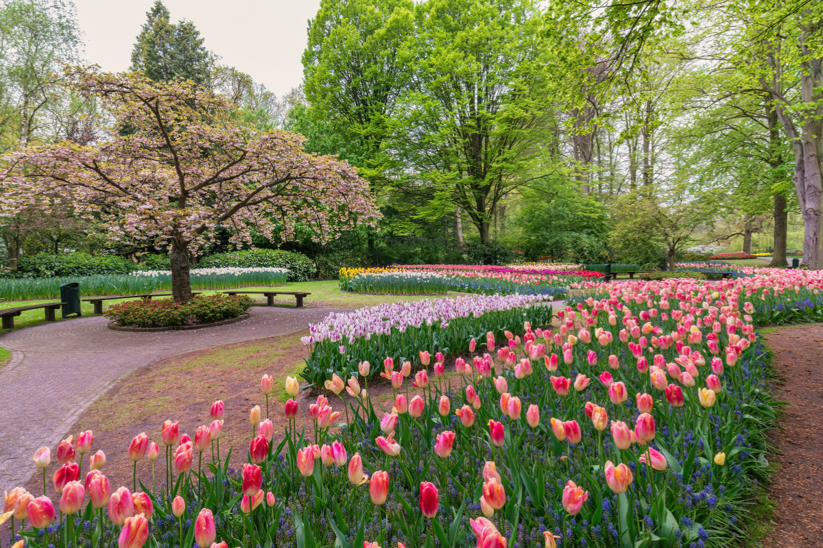 Keukenhof