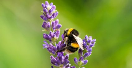 Een hommel op een bloem - Nationale bijentelling