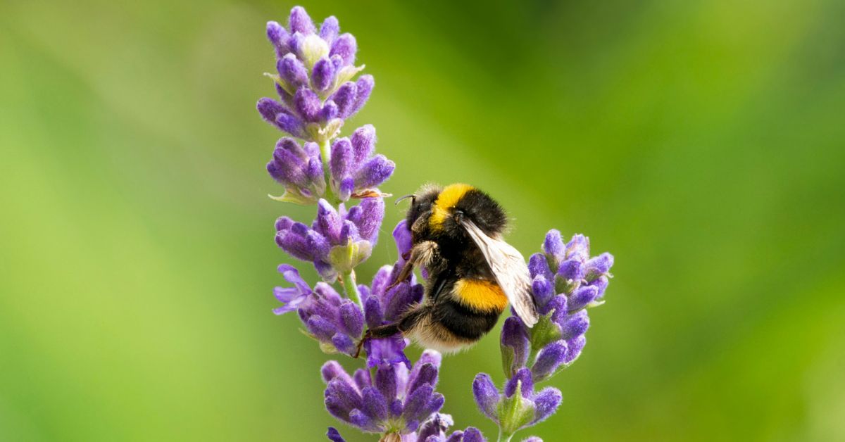 Een hommel op een bloem - Nationale bijentelling