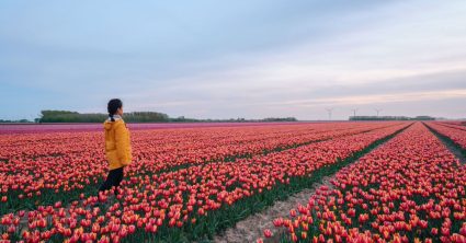 Meisje in bloemenveld, tulpen